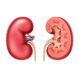 Урография почек