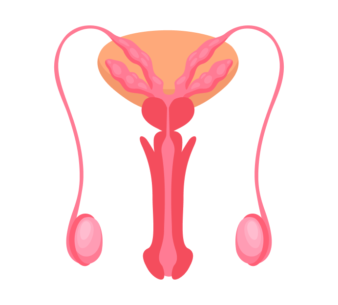 УЗИ полового члена