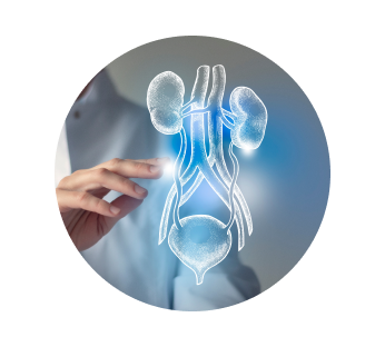 УЗИ мочеточников