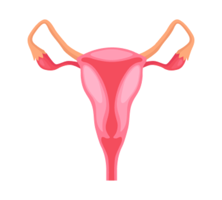 УЗИ матки и придатков