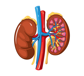 УЗИ надпочечников