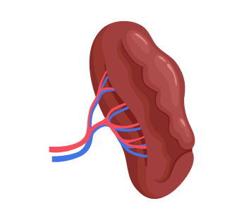 УЗИ селезенки