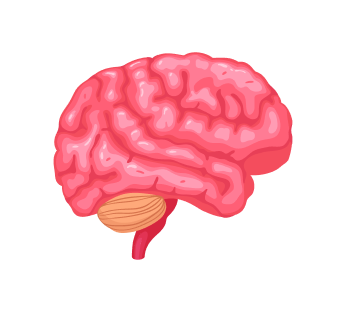 УЗИ сосудов головного мозга