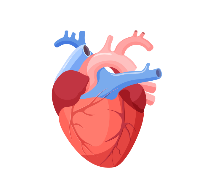 Эхокардиография сердца